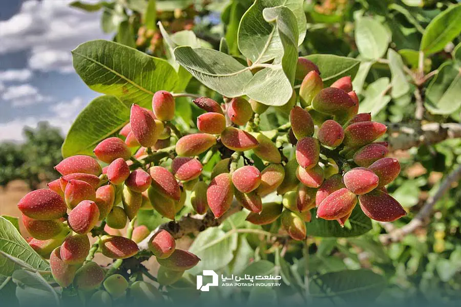 مصرف کود سولوپتاس برای پسته و افزایش کیفیت این محصول