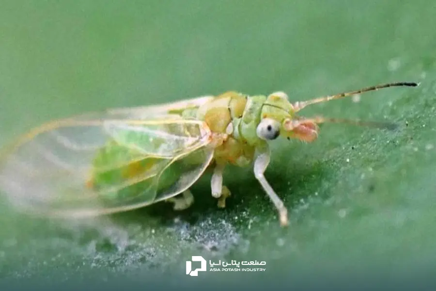 استفاده از کود سولوپتاس برای پسته و کاهش تعداد پسیلها