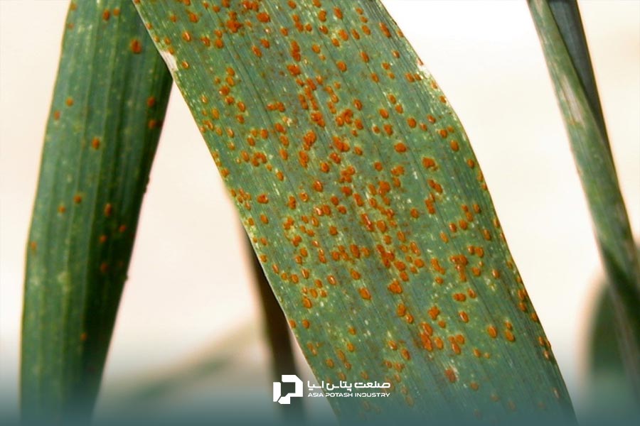 زنگ قهوه‌ای؛ یکی از انواع بیماری های گندم