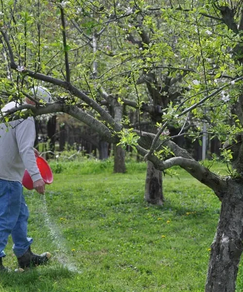 potash-fertilizer-for-apple-trees.webp